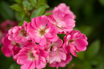 Fototapeta na wymiar pink rose flowers