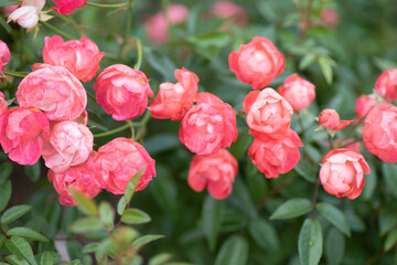 pink flowers in the garden