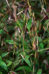 A grasshopper sits on a stalk. Maharashtra state. India.