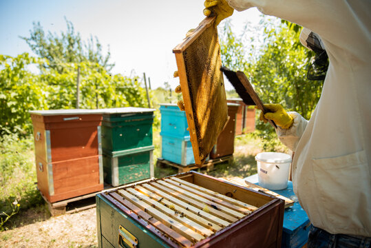 Beekeeper holds the honey comb. Natural sugar.Man observing the frame and cleaning it from the bees to prepare it for honey extraction. Garden with beehouses at summer time.