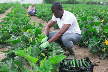 Portrait of an afro-american farmer harvesting zucchini on a field