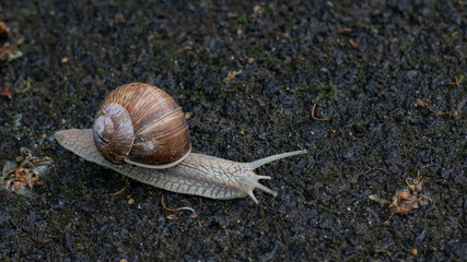 snail on a leaf