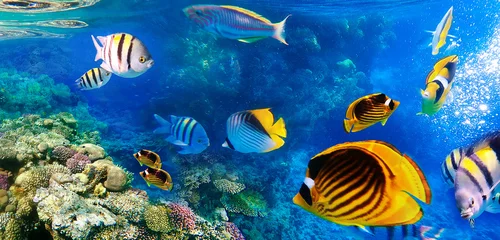Plexiglas foto achterwand Underwater world. Coral fishes of Red sea. © Solarisys