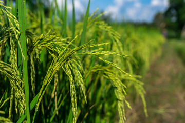 Fototapeta na wymiar Jasmine Thai rice ears in the field