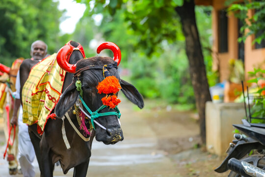 Indian Pola festival , ox festival.