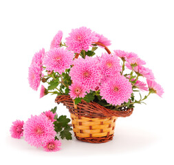 Chrysanthemum flowers in basket.