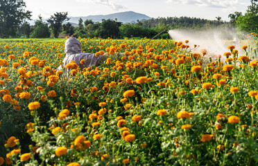 Worker spraying chemical in Marigold flower farm