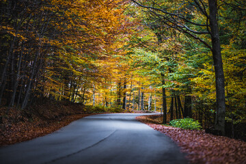 road in autumn forest
