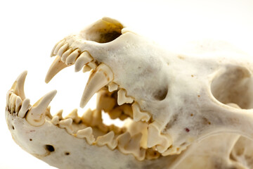 Skull of a trophy wolf