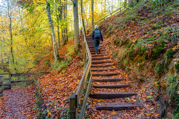 Treppe im Wald