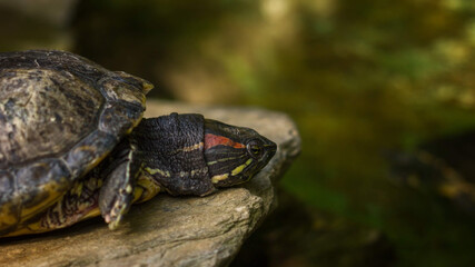 turtle on the ground