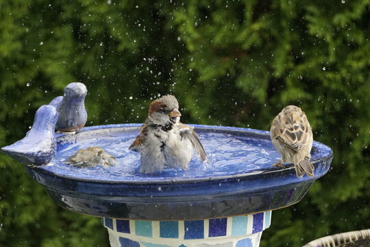 Spatz beim Baden 