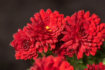 Dark rusty red aster dumosus flowers with yellow middles in german garden. Floral autumn background.