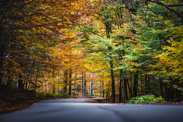 road in autumn forest