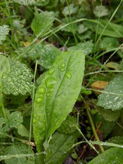 rain drops on a leaf