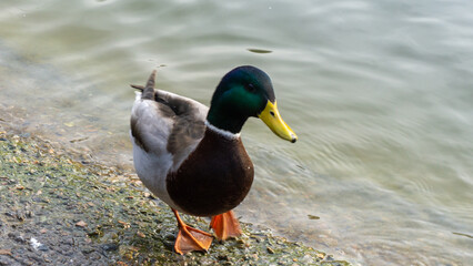 Beautiful duck on the lake in autumn