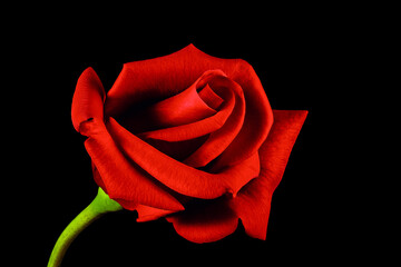 A single red rose flower isolated on black background.