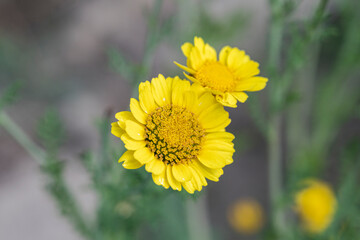 Chrysanthème comestible