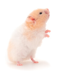 Dwarf white hamster.