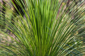 Grass tree leaves fanned out on the plant in the Australian Bush