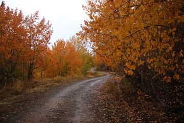 Obraz premium A stabilized road gliding through forest trees with orange leaves in autumn