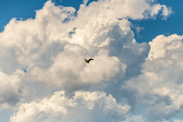 Puffy clouds and flying pelican