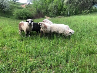 Obraz premium sheep in a field