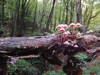 a bunch of mushrooms in a dark forest 