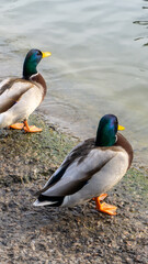 Beautiful duck on the lake in autumn