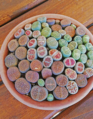 a bunch of lithops im a ceramic pot on a wooden table 