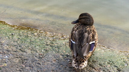 Beautiful duck on the lake in autumn