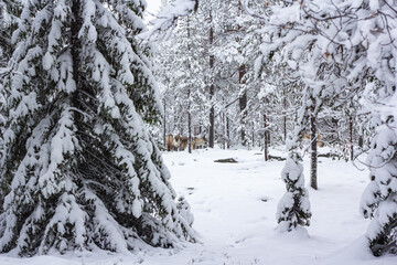 A herd of deer among trees in the snow of a winter forest.