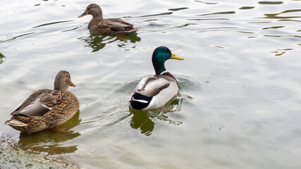 Beautiful ducks swim on the lake in autumn