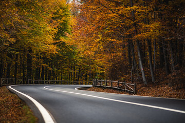 road in autumn forest