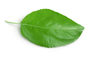 Apple leaf isolated on white background with clipping path.