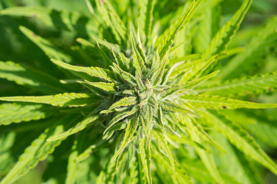 Feminized hemp plant produce industrial hemp flower for CBD. Close-up photo of Cannabis cones with leaves covered with trichomes. Hemp and hemp-derived CBD products are federally legal.
