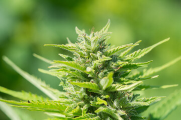 Feminized hemp plant produce industrial hemp flower for CBD. Close-up photo of Cannabis cones with leaves covered with trichomes. Hemp and hemp-derived CBD products are federally legal.