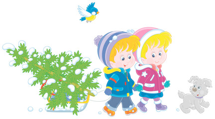 Happy little girl and boy carrying a snowy fir tree on a small sled to decorate it to Christmas, vector cartoon illustration isolated on a white background