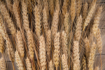 Neatly laid out golden wheat ears background