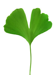 Ginkgo biloba fresh leaf isolated on white background with clipping path.