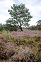 Tree in a heather field 