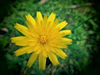 小さなたんぽぽ