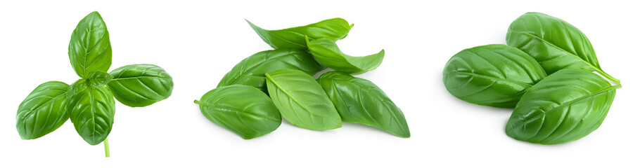 Fresh basil leaf isolated on white background with clipping path and full depth of field. Top view. Flat lay, Set or collection