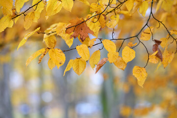 Autumn background with golden leaves