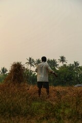 Local residents harvest. Rice field. Sunset. Maharashtra state. India.