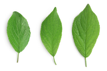 plum leaf isolated on a white background with clipping path and full depth of field. Top view. Flat lay