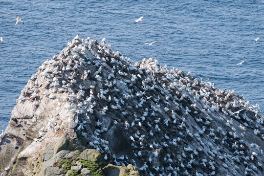 Gannet (Morus bassanus ) colony on a rock outcrop in Hermaness,Shetland