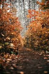 Autumn forest scenery with road of fall leaves & warm light illumining the gold foliage. Footpath in scene autumn forest nature. Vivid october day in colorful forest, maple autumn trees road fall way