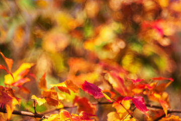  Fall backdrop. Autumn background- colorful bokeh