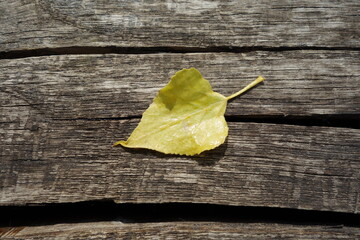 yellow birch leaf on wood